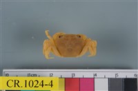 藏品(絨毛近方蟹)的圖片